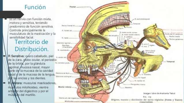 nervio trigemino anatomia